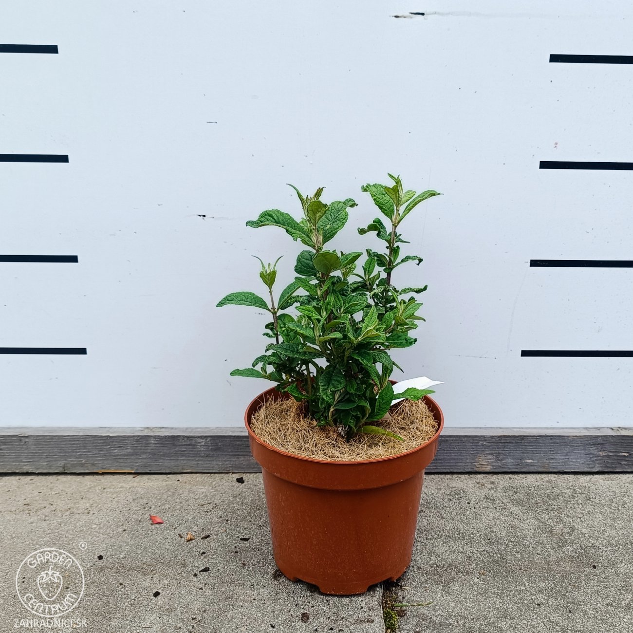 Obrázok Budleja Dávidova (Buddleja Davidii) ‘LITTLE RUBY BUTTERFLY CANDY’® - výška 20-30 cm, kont. C2L